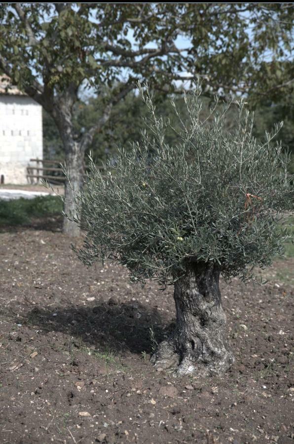 Agriturismo Il Parco Nusco Bagian luar foto